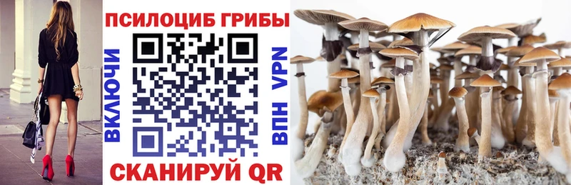 Купить закладки  Североморск  Псилоцибиновые грибы Psilocybe 